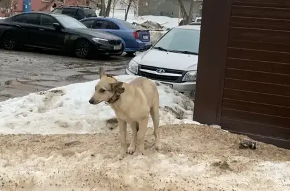Найдена собака: Южный проезд, Н.Новгород