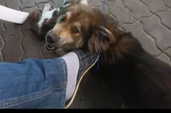 Пропала собака: Дальняя ул., 36А, Белгород
