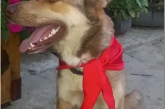 Пропала собака в Родниково, Боня