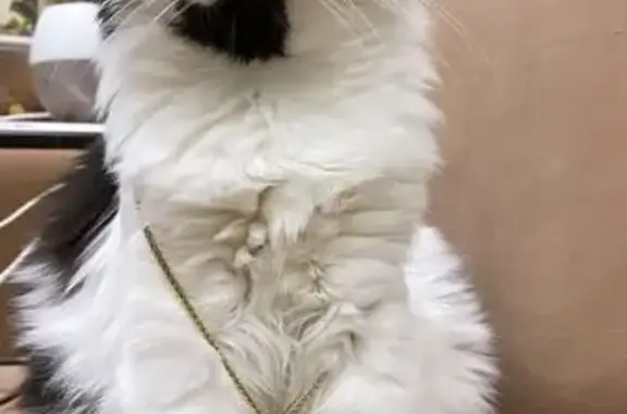 Кошки потеряшки, Санкт-Петербург, фото: Потеряшка кошка: Бородинская ул., СПб