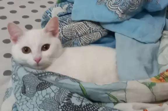 Пропала кошка: Комарова, 30, Нягань