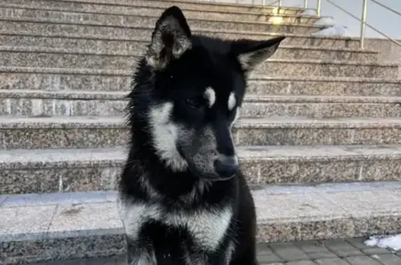 Найдена собака: Дубравная 2, Казань