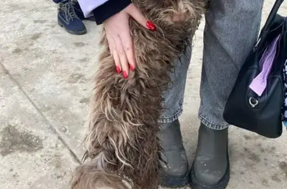 Собака найдена: Паши Савельевой, 47