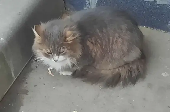 Найдена кошка: Нагорная ул., 20 к8 с1