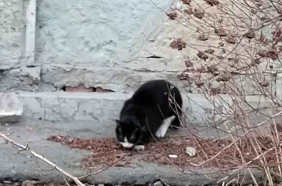 Кошка найдена: Малая Балканская, 58-60