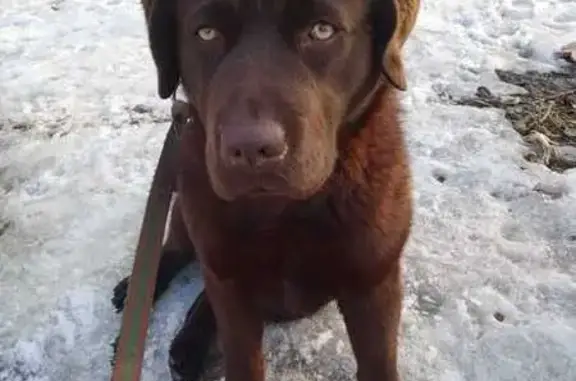 Найдена собака, Воронеж, ул. Циолковского