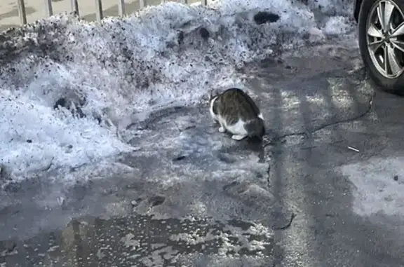 Найдена кошка на ул. Пилюгина, Москва