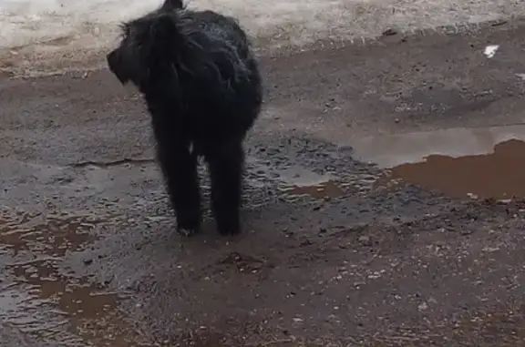 Чёрная собака найдена: Питомниковская, Серпухов