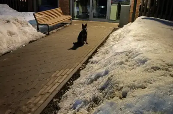 Найдена собака: Пролетарская ул., Павловск