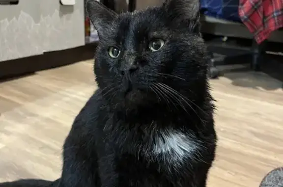 Черный кот найден: 9 Советская ул.
