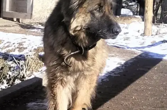 Найдена собака в Полянском, Ленобл.