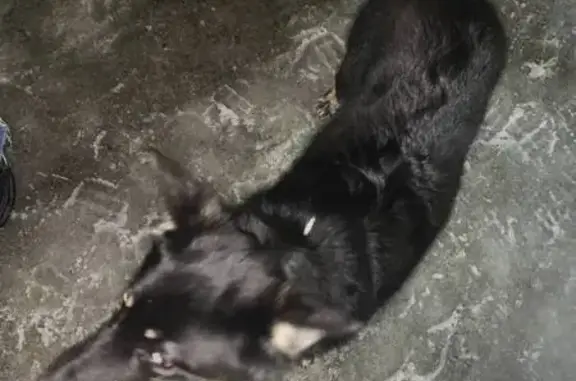 Найдена собака у цирка, Кемерово