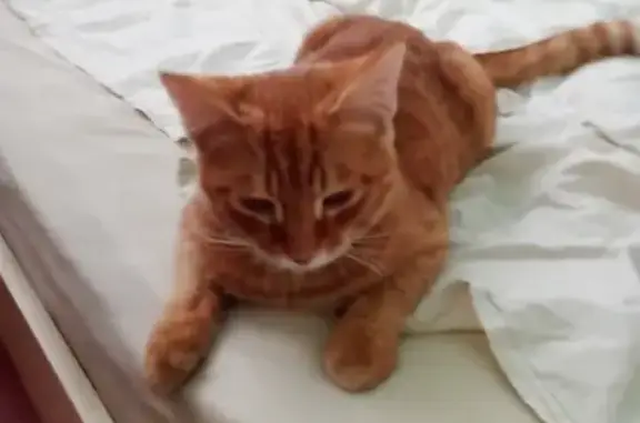 Найден рыжий кот: пр-кт Фадеева, 2, Чита