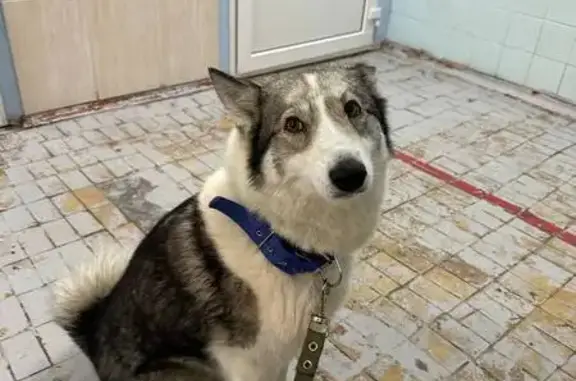 Пропала собака в Красном, ушко кусано