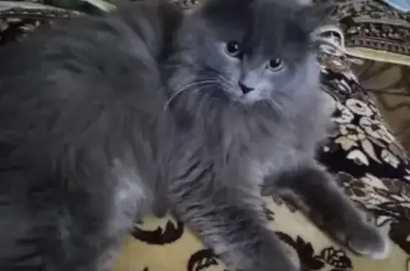 Пропала кошка: Чеверёва, 29, Бирск