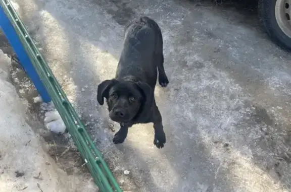 Найдена собака на Волго-Донской