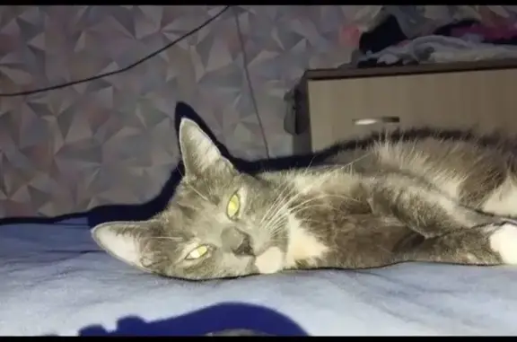 Пропала кошка: Новокарьерная, 17