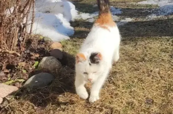 Найдена кошка, Матвейково, фото: Найдена кошка, Родниковая ул., Матвейково