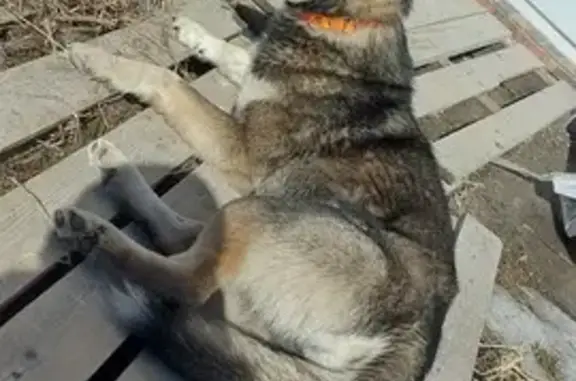 Найдена собака в Егорьевске, ул. 84В