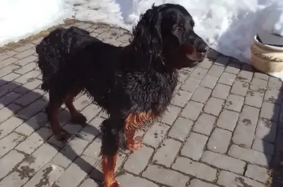 Найдена собака, Славянская ул.