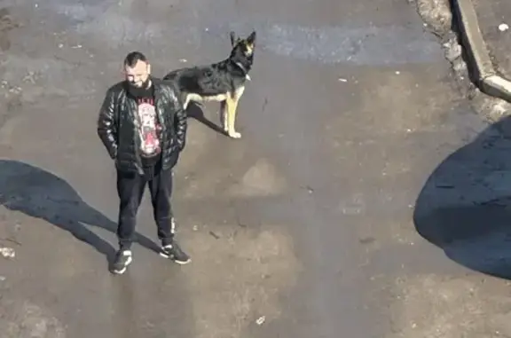 Найдена собака на Вагжанова, 4, Тверь