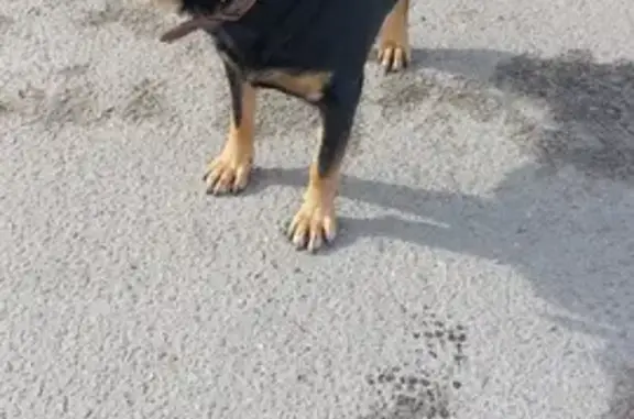 Найден пёс в Бронницах, без чипа