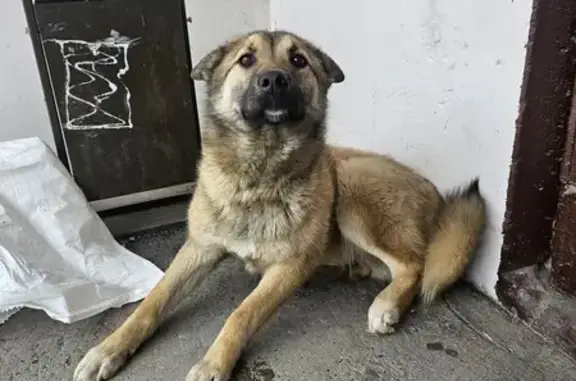 Найдена собака на Каштаке-1, Томск