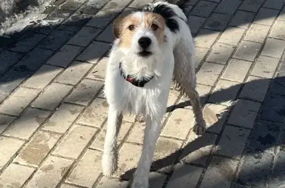 Найдена собака на Советской площади, НН