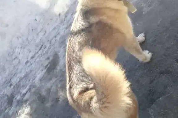 Найдена собака в д.Алешкино, Килемарский