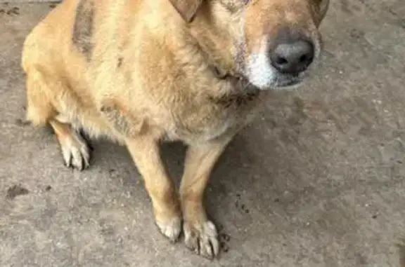 Найдена собака в Химках, Клушинская