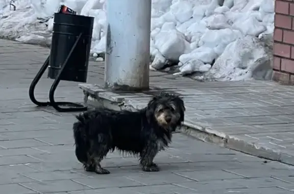 Найдена собака ул. Островского, 1
