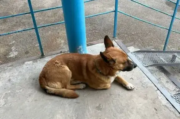 Найдена собака, Анапское шоссе, 37