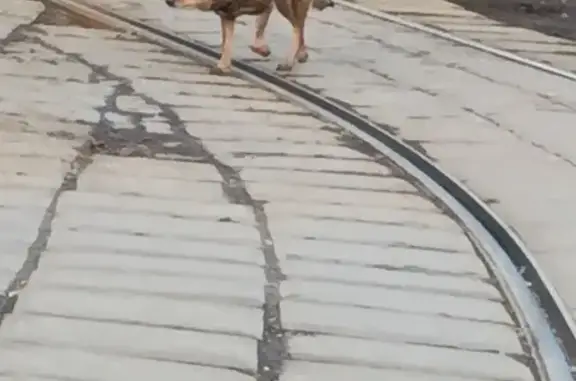 Найдена собака на Открытом шоссе