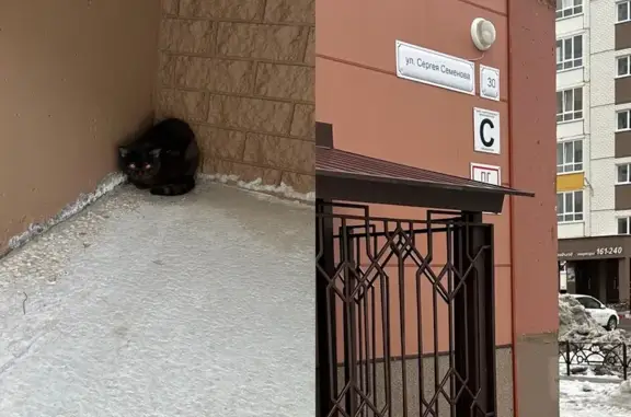 Найден котик: Сергея Семёнова, 30