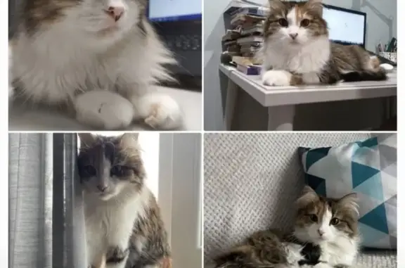 Найдена кошка: Жуковского, 10А