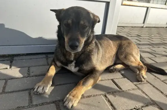 Найдена собака на Б. Московской, 122