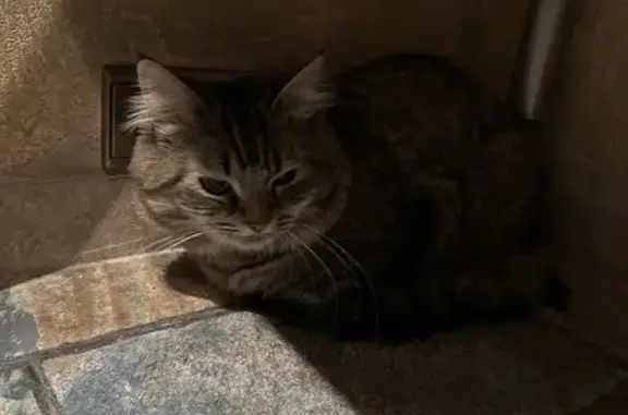 Найден кот: Алтуфьевское ш., 30
