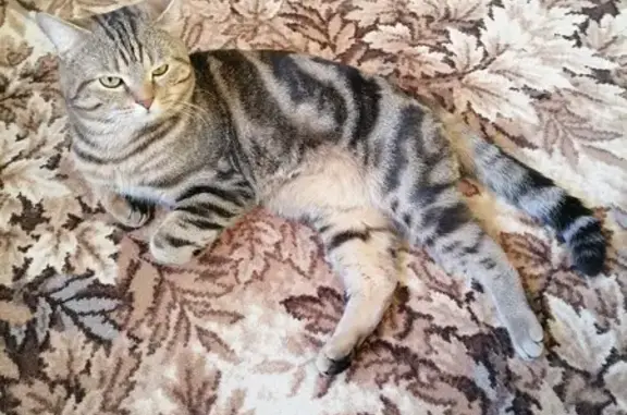 Найден шотландский кот: Козьмы Минина, 5