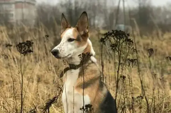 Пропала собака в Апраксино, Кострома