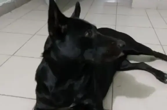 Собака самка, черного окраса, потерялась при выгуливания в 10 часов вечера в ново савиновском районе на Амирхана, убежала она без ошейника т.к вылезла из него и в итоге убежала