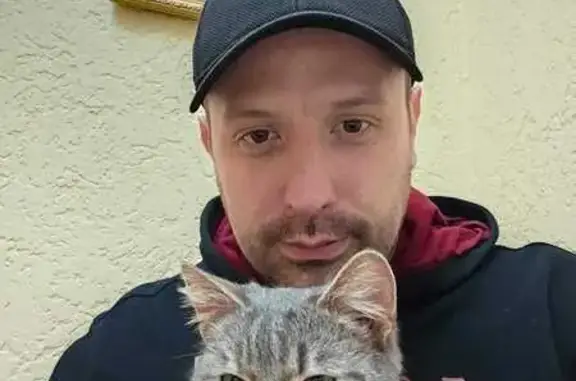 Найден кот на ул. Горького, Феодосия