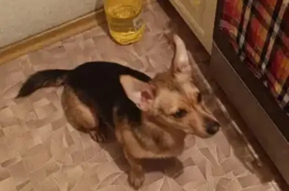 Найдена собака: М. Тореза, 18, Новокузнецк