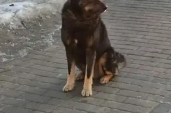 Найдена собака на Офицерской, Владимир