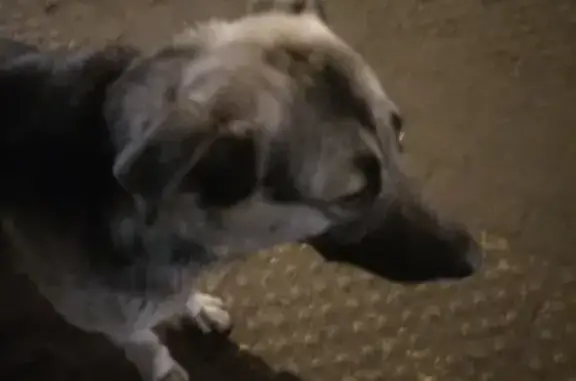 Найдена собака, ул. Республиканская