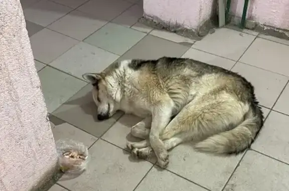 Найден пес: ул. Батавина, 12, Саратов