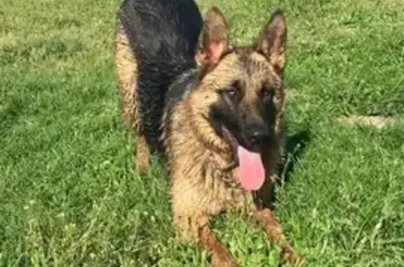 Собаки потеряшки, Венцы, фото: Потеряшка собака, Венцы, Приозёрная ул.