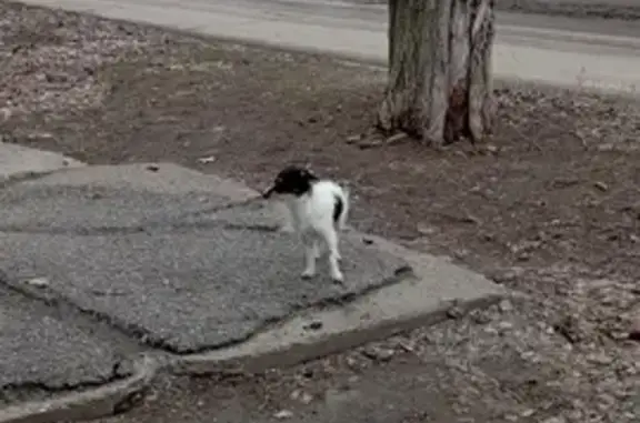 Найдена собака: Саушинская, 22, Волгоград