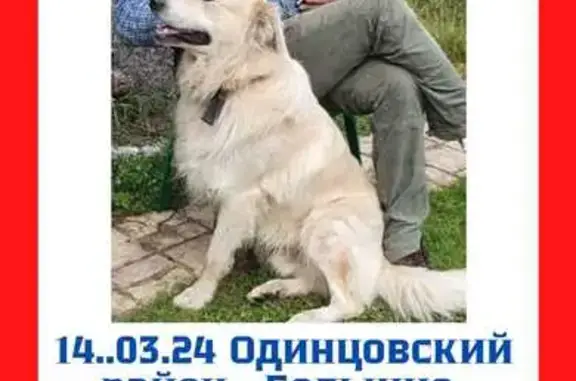 Пропала собака у Можайского ш., Вязёмы