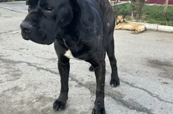 Найдена собака: Чапаева, 50Б, Вольное