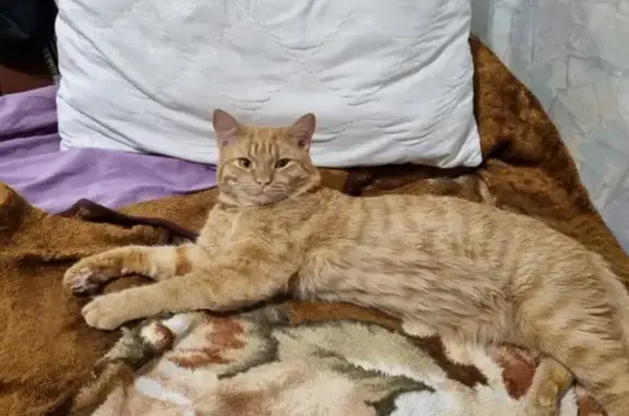 Пропал рыжий кот: Газовиков, 26, Тюмень
